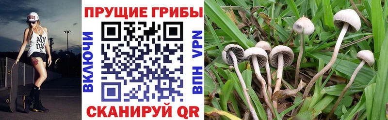 Галлюциногенные грибы GOLDEN TEACHER  Купить где  Берёзовский 